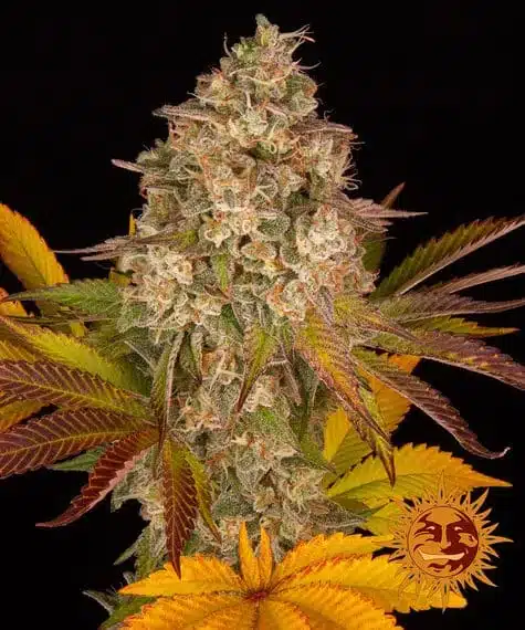 Cookies Kush Auto | Barney's Farm | FEM Autoflower Seeds
