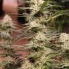 Annunaki Genetics - Cream Soda Strain - Reg Photo - Image 2