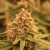 Annunaki Genetics - Cream Soda Strain - Reg Photo - Image 4