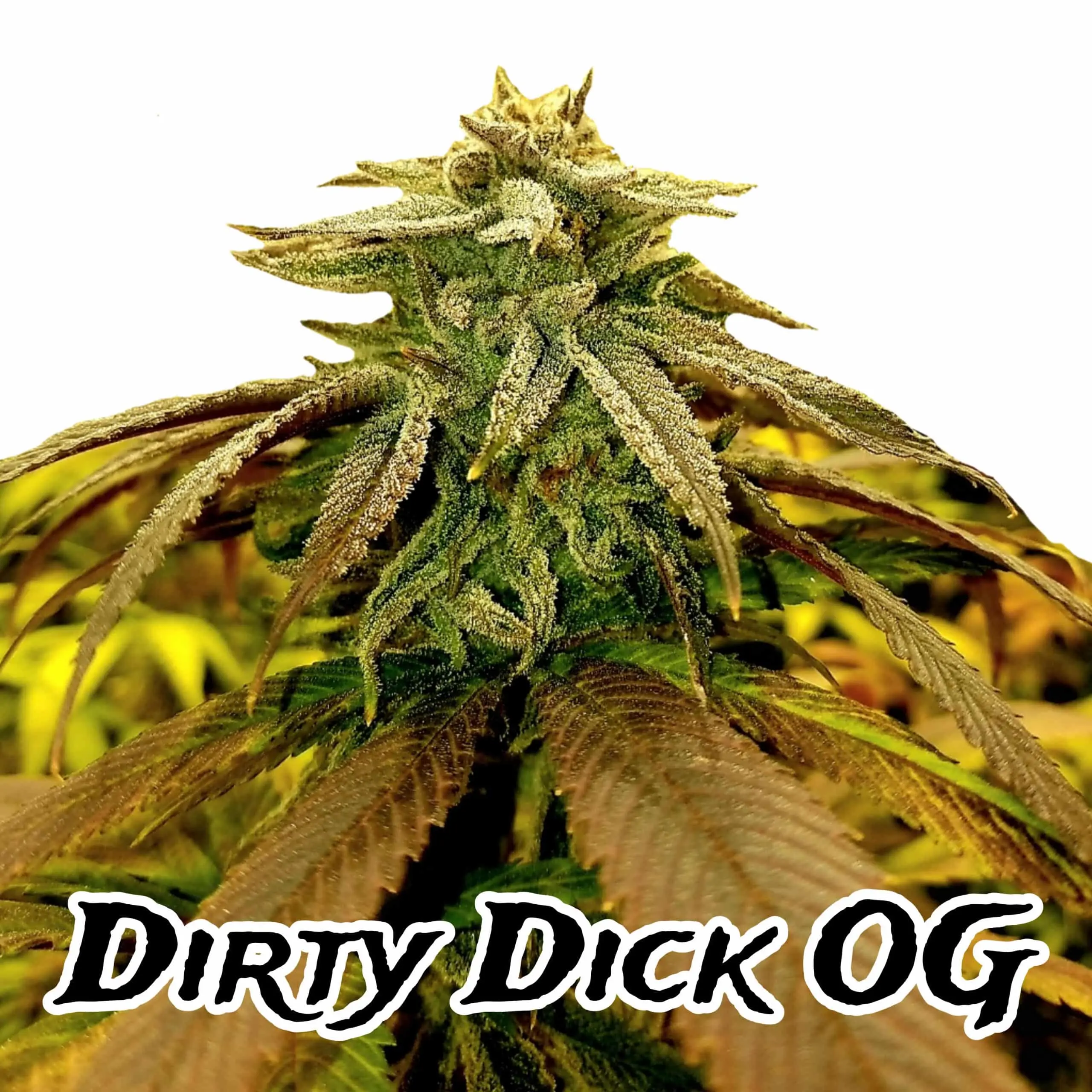 Dirty D OG | Goat Genetics | FEM Fast Photoperiod Seeds