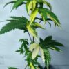 Annunaki Genetics – Divine Lemon Aid Strain – Reg Photo - Image 2