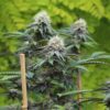 Annunaki Genetics – Divine Lemon Aid Strain – Reg Photo - Image 3