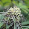 Annunaki Genetics – Divine Lemon Aid Strain – Reg Photo - Image 4