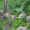 Annunaki Genetics – Divine Lemon Aid Strain – Reg Photo - Image 5