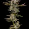 Humboldt Seed Co – Donutz Strain – Fem Photo - Image 2