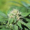 Annunaki Genetics – Double Duck Strain – Reg Photo - Image 2