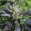 Annunaki Genetics – Double Duck Strain – Reg Photo - Image 4