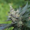 Annunaki Genetics – Double Duck Strain – Reg Photo - Image 5