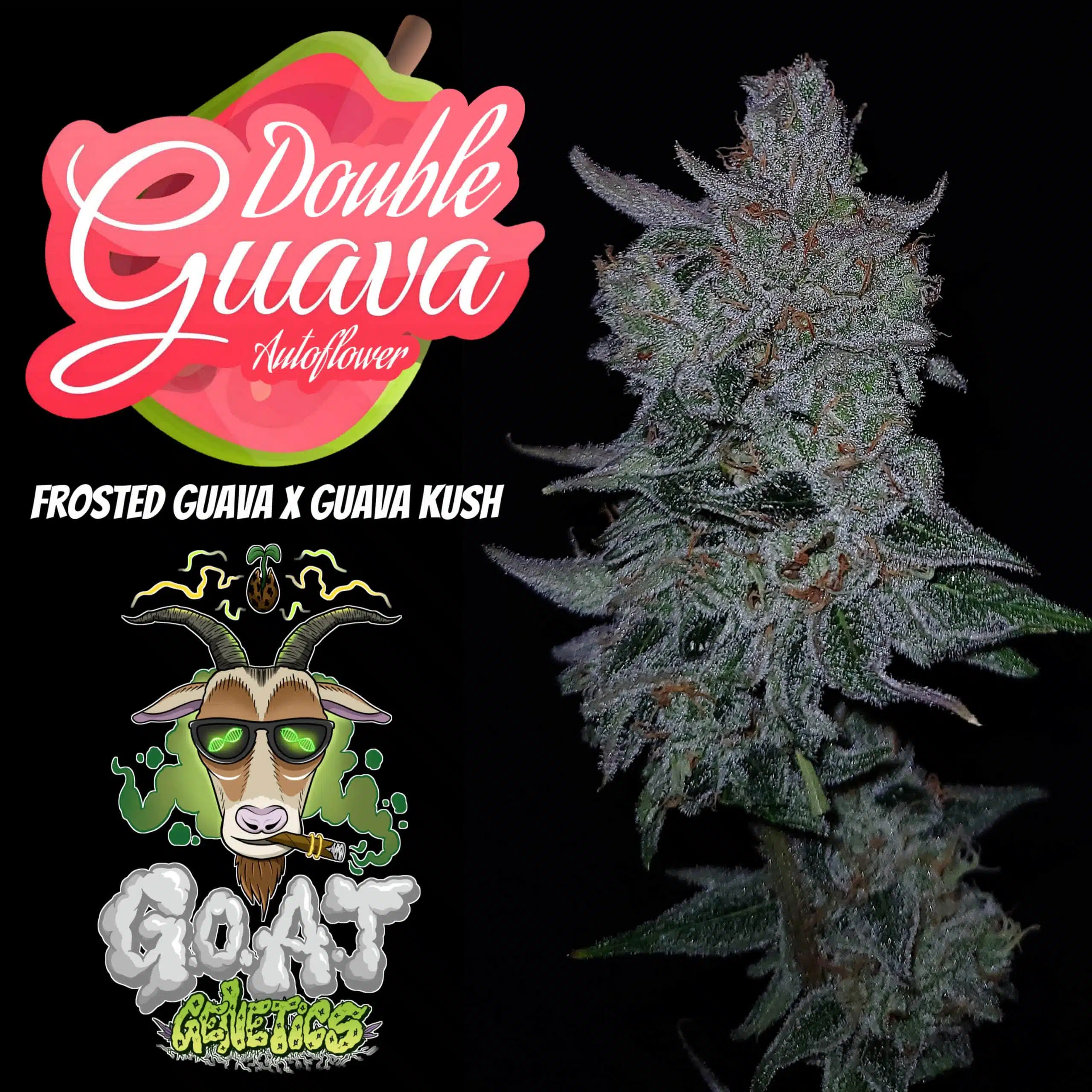 Double Guava Auto | Goat Genetics | FEM Autoflower Seeds