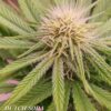 Annunaki Genetics – Dutch Soda Strain – Reg Photo - Image 2