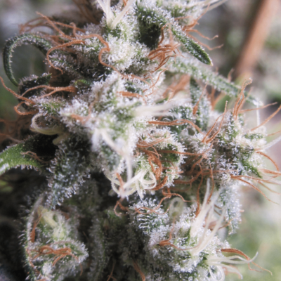 Annunaki Genetics – Dutch Soda Strain – Reg Photo - Image 3