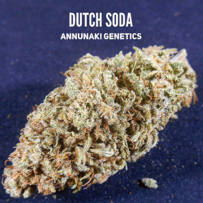 Annunaki Genetics – Dutch Soda Strain – Reg Photo - Image 4