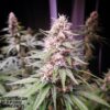 Annunaki Genetics – East Coast Sour Soda Strain – Reg Photo - Image 2