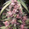 Annunaki Genetics – East Coast Sour Soda Strain – Reg Photo - Image 3