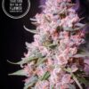 Annunaki Genetics – East Coast Sour Soda Strain – Reg Photo - Image 4