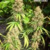 Annunaki Genetics – East Coast Sour Soda Strain – Reg Photo - Image 5