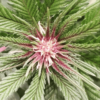 Annunaki Genetics – Forbidden Soda Strain – Reg Photo - Image 2