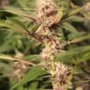 Annunaki Genetics – Forbidden Soda Strain – Reg Photo - Image 3