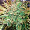 Hooligan Farming Supplies – Grand Generalissima Strain – Fem Auto 3 Pack - Image 3