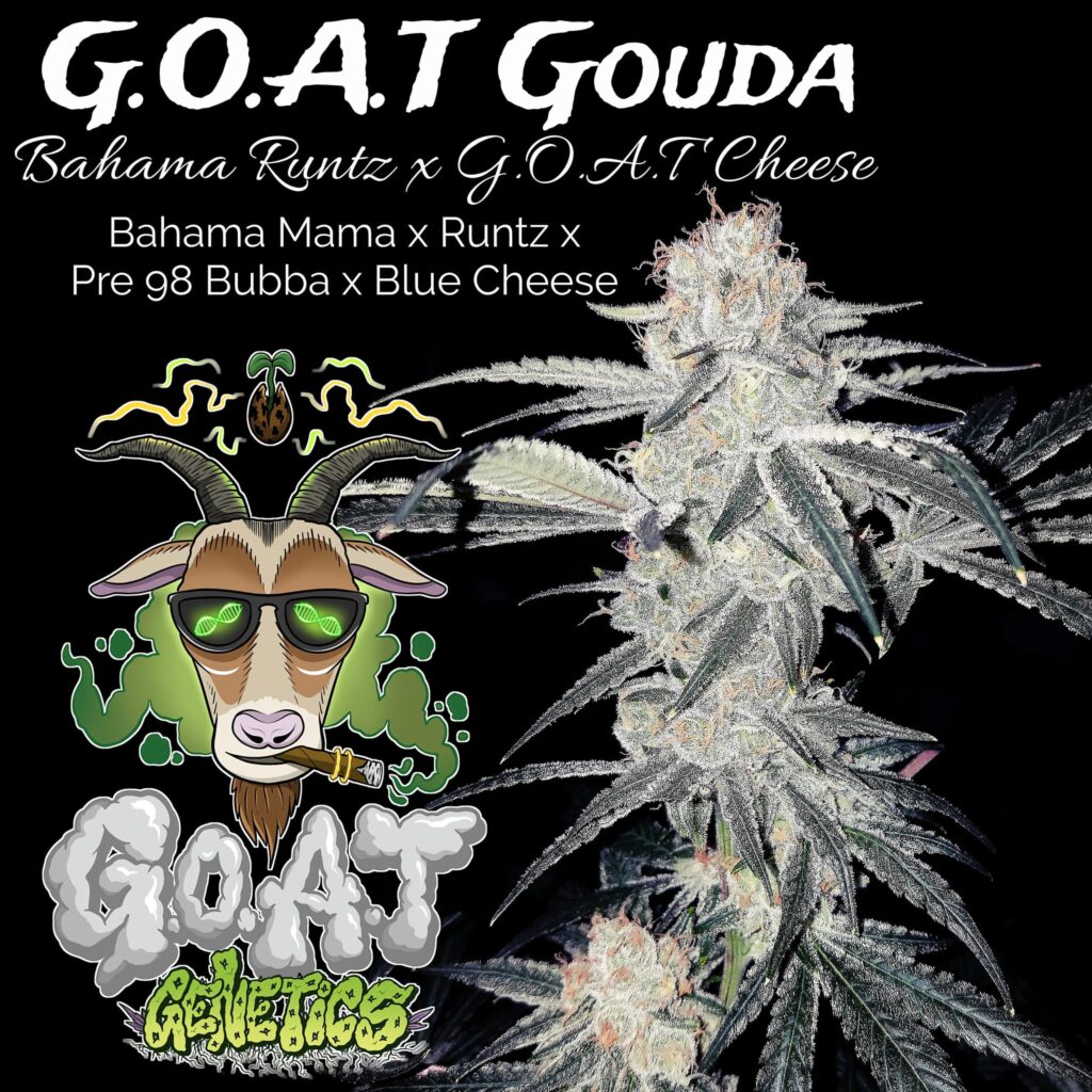 Goat Gouda | Goat Genetics | FEM Photoperiod Seeds