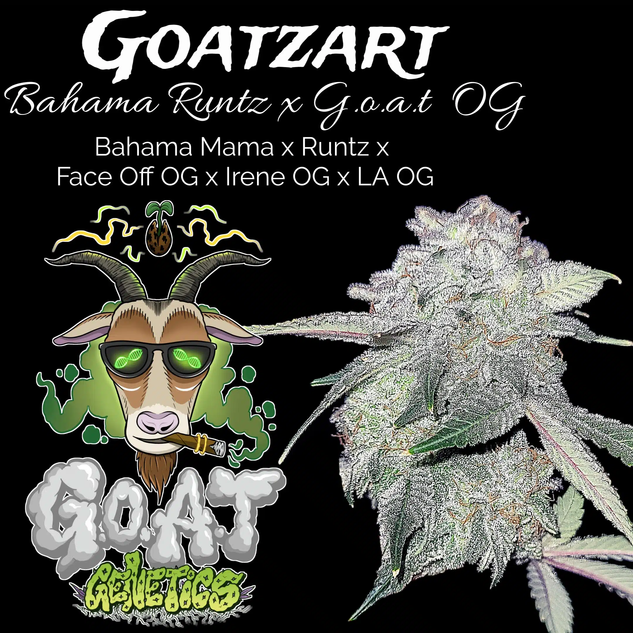 Goatzart | Goat Genetics | FEM Photoperiod Seeds