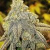 Goat Genetics – Goatzart – Photo Fem 5 Pack - Image 2