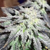 Goat Genetics ? Goatzart ? Photo Fem 5 Pack - Image 3