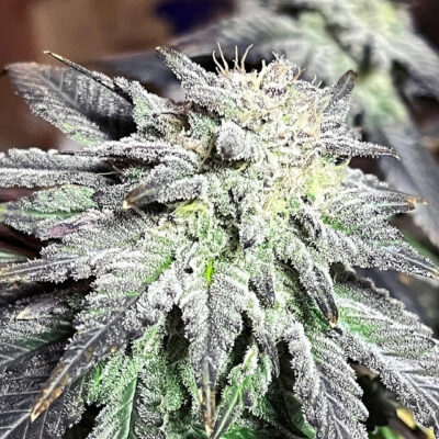 Goat Genetics – Goatzart – Photo Fem 5 Pack - Image 3