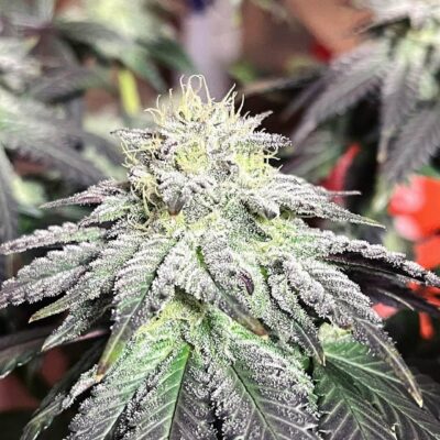 Goat Genetics – Goatzart – Photo Fem 5 Pack - Image 4