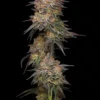 Humboldt Seed Co – Granny Candy Strain – Fem Photo - Image 2