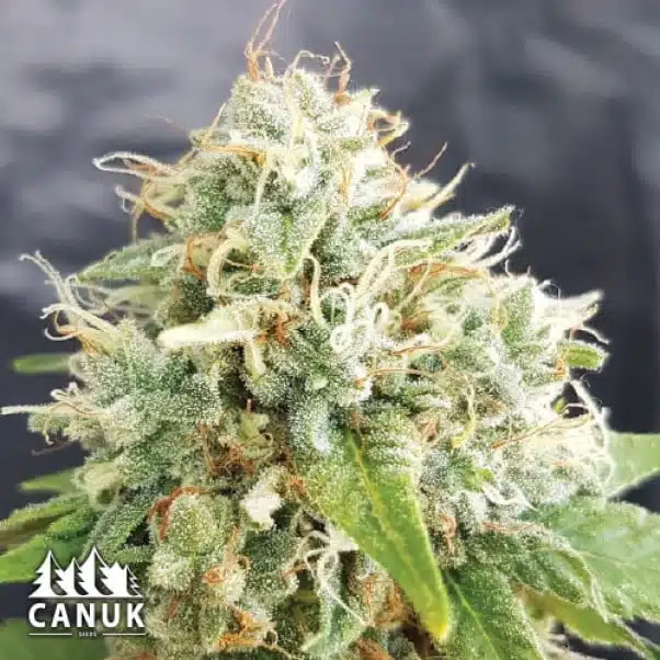 Grapefruit Auto | Canuk Seeds | FEM Autoflower Seeds