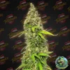 Tastebudz – Grape Gushers Strain – Fem Photo - Image 2