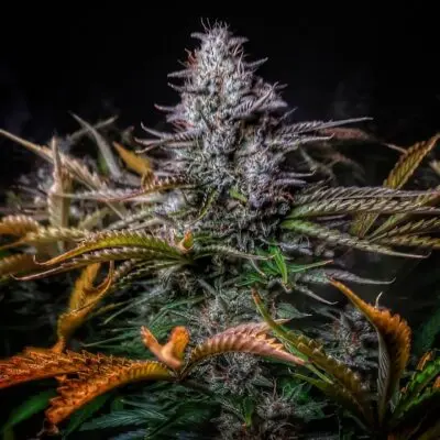 Grape Tuna Auto | Butter Bean Birdseed | FEM Autoflower Seeds