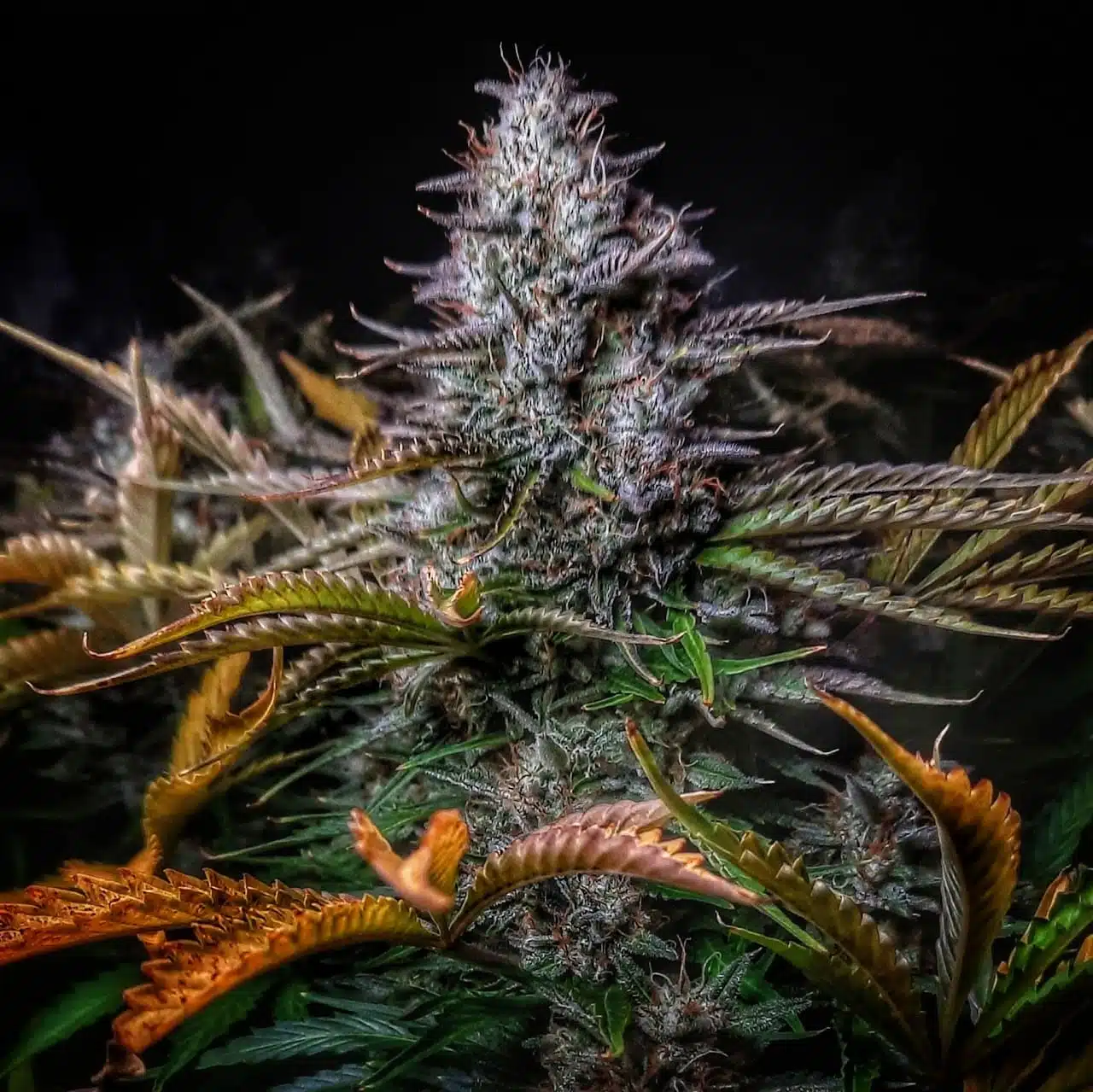 Grape Tuna Auto | Butter Bean Birdseed | FEM Autoflower Seeds