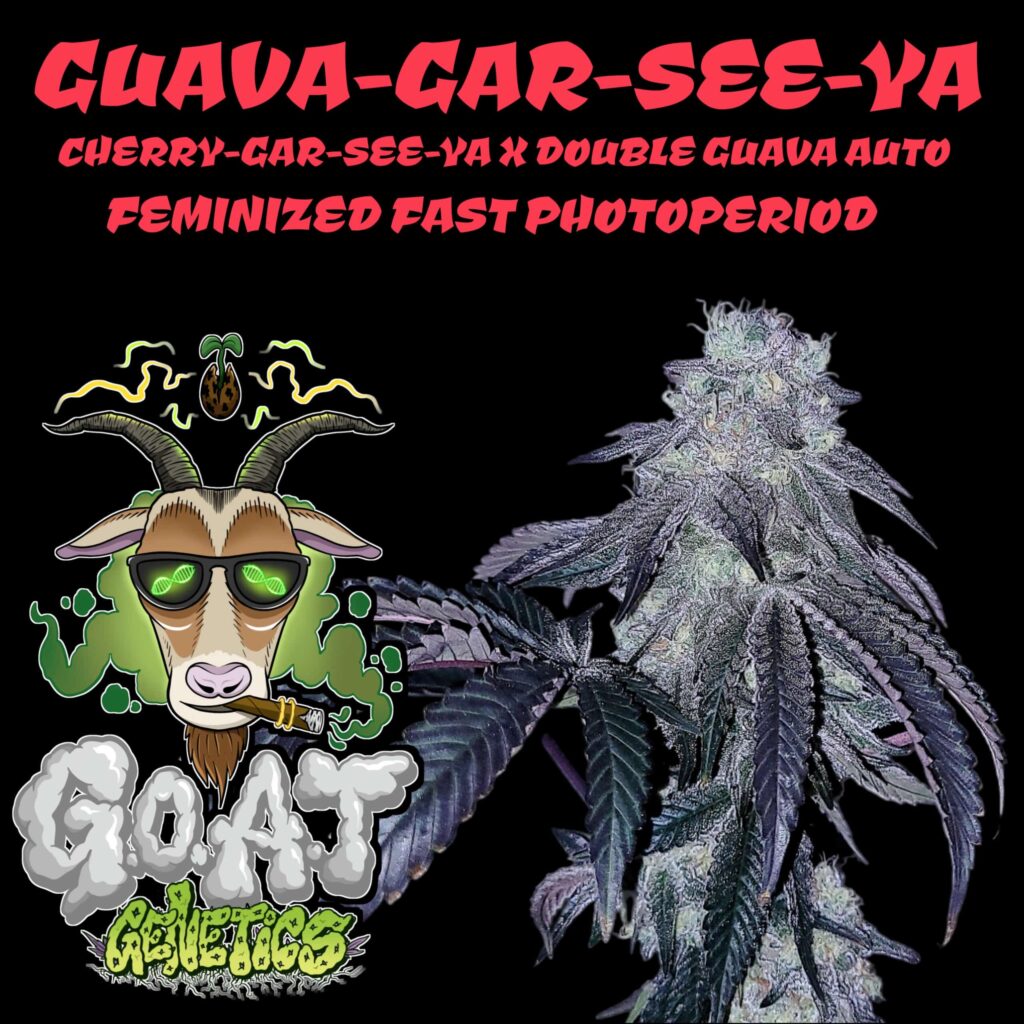 Guava Gar-See-Ya | Goat Genetics | FEM Fast Photoperiod Seeds