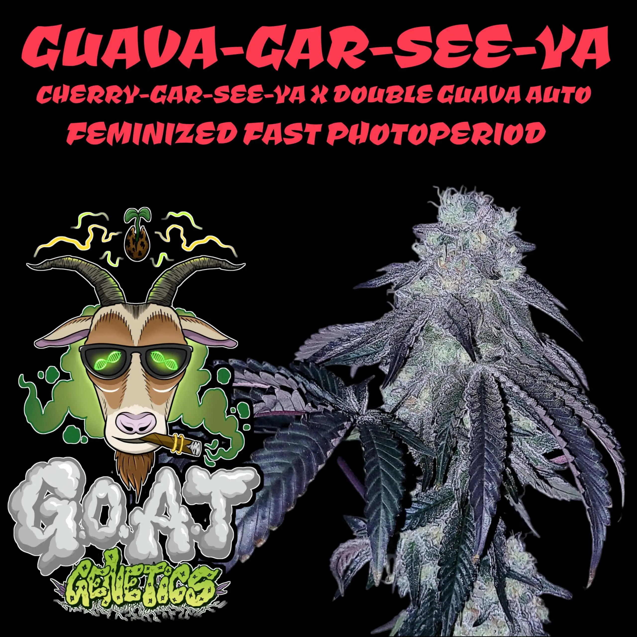 Guava Gar-See-Ya | Goat Genetics | FEM Fast Photoperiod Seeds