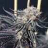 Annunaki Genetics – Halo Strain – Fem Photo - Image 2