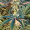 Annunaki Genetics – Halo Strain – Fem Photo - Image 3