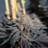 Annunaki Genetics – Halo Strain – Fem Photo - Image 4