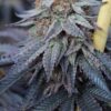 Annunaki Genetics – Halo Strain – Fem Photo - Image 5