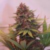 Annunaki Genetics – Huckleberry Pepper Strain – Reg Photo - Image 6