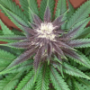 Annunaki Genetics – Huckleberry Soda F2 Strain – Reg Photo - Image 2