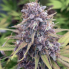 Annunaki Genetics – Huckleberry Soda F2 Strain – Reg Photo - Image 3