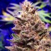 Annunaki Genetics – Huckleberry Soda F2 Strain – Reg Photo - Image 4