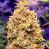 Annunaki Genetics – Huckleberry Soda F2 Strain – Reg Photo - Image 5