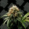 Icecreamcake1