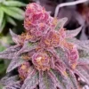 Tiki Madman – Ice Pie x Zuchi – Reg Photo 10 Pack - Image 2