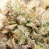 NIGHT OWL - INVADER ZAM STRAIN - AUTO FEM - 3 PACK - Image 5