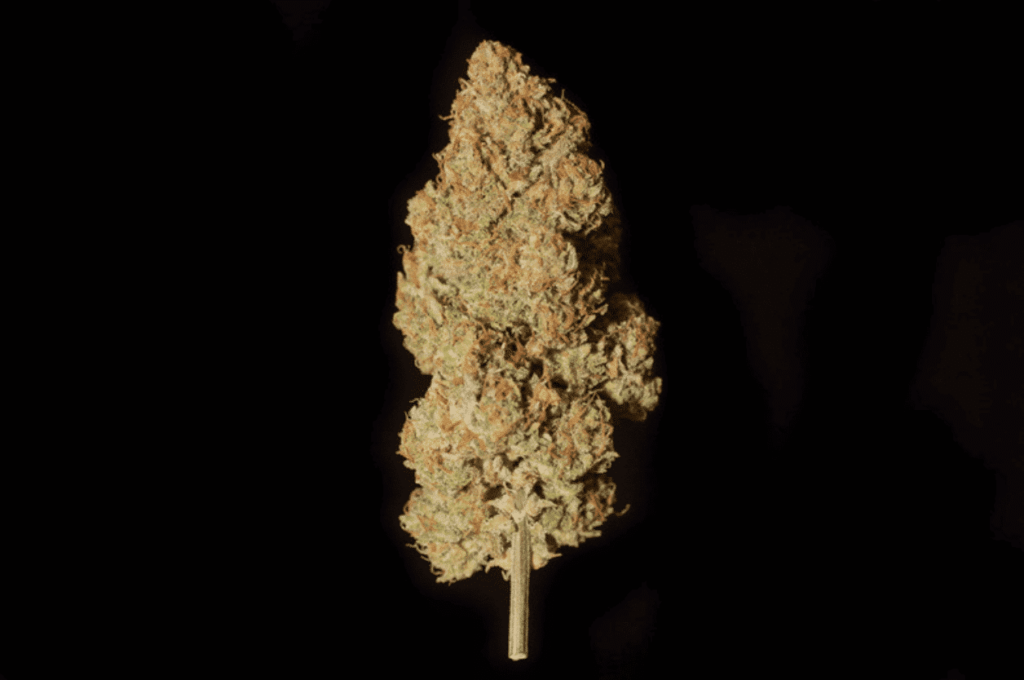 Invader Zam Auto | Night Owl Seeds | FEM Autoflower Seeds