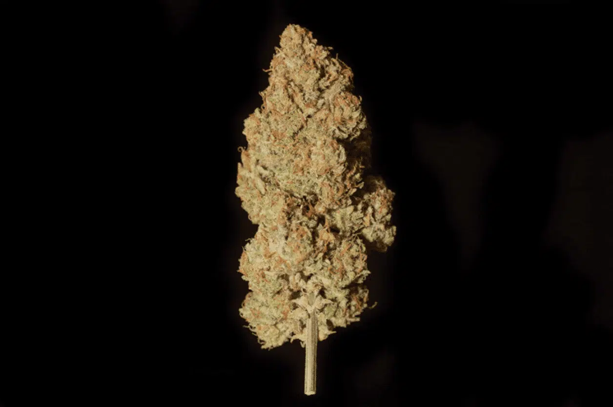 Invader Zam Auto | Night Owl Seeds | FEM Autoflower Seeds